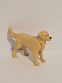 Hond Golden retriever lichtbruin