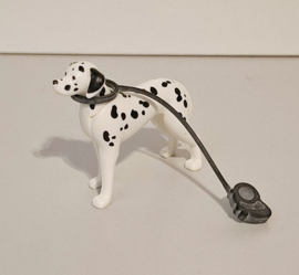 Dalmatiër hond met riem