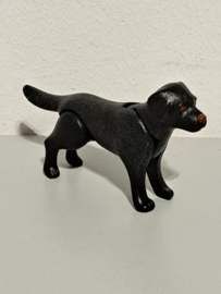 Labrador zwart (hond)