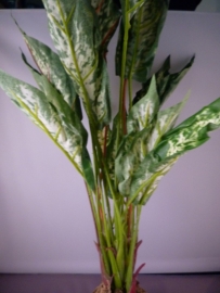 Dieffenbachia mit Moosfuss