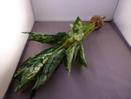 Dieffenbachiaplant met mosvoet