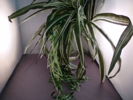 Spiderplant