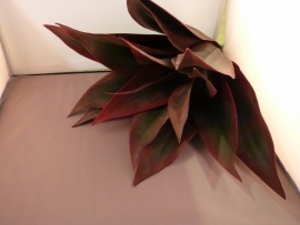Agave Rot