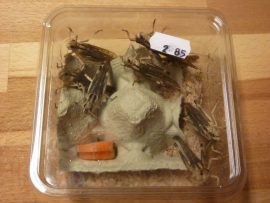 Sprinkhaan groot