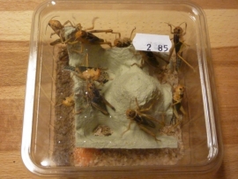 Sprinkhaan Klein