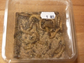 Moriowormen