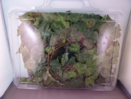 Klimop plant 120cm