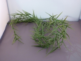 Sprengeriplant