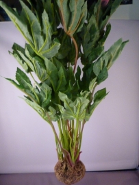 Pothos mit Moosfuss