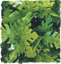 Zoomed Amazonian Phyllo Large