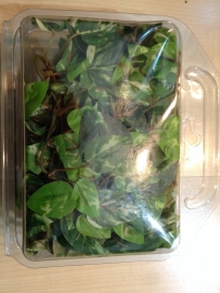 Pothos klimop plant 90cm