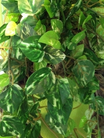 Pothos klimop plant 90cm
