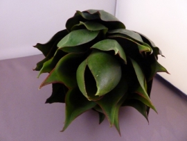Bromelia groen