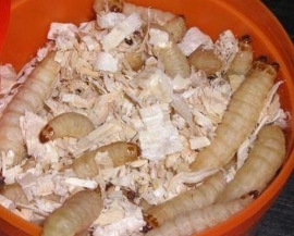 Wasmotlarven