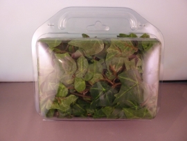 Klimop plant 90cm