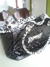 Puppy Jenna heeft een prachtige tas gekregen