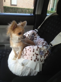 Chihuahua Bibi met haar nieuwe Snuggle Bug en halsbandje