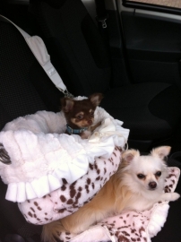 Chihuahua Sammy en Lola met hun Snuggle Bug