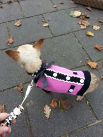 Chihuahua met haar nieuwe garderobe