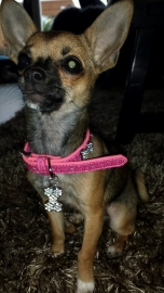 Luna met haar nieuwe halsband