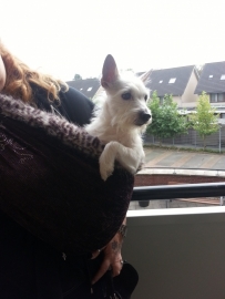 Babe is haar nieuwe Puppysling