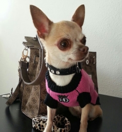 Chihuahua met haar nieuwe garderobe