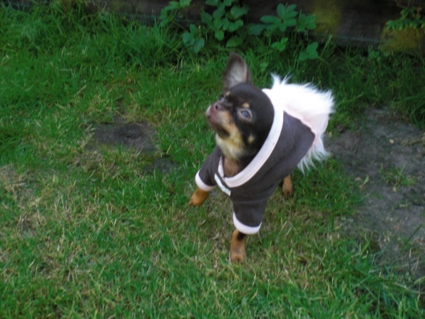 bella met hip doggie skohawk hoodie