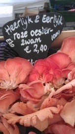 Roze Oesterzwam - Bio 100 gram