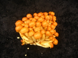 Nameco - Bio 100 gram