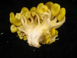 Gele Oesterzwam - Bio 100 gram