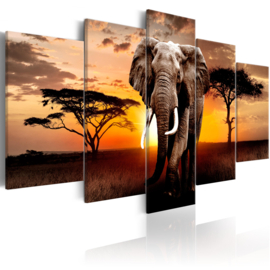 Afrika Olifant Zonsondergang 100x50cm nr786
