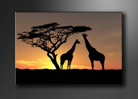 Afrika Giraffe