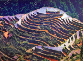 Diamond painting "Rice fields"