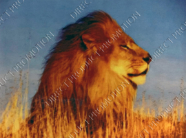 Diamond painting "Relaxed lion"