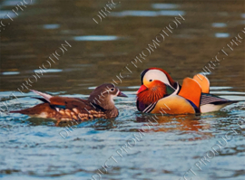 Diamond painting "Mandarin ducks"