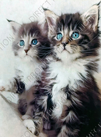 Diamond painting "Kittens with blue eyes"