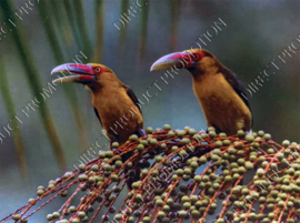 Diamond painting "Saffron toucanets"