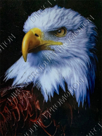Diamond painting "Bald eagle head"