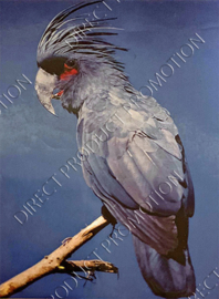 Diamond painting "Black cockatoo"
