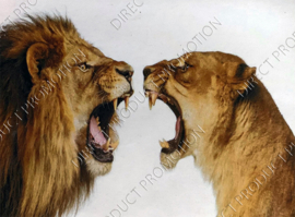 Diamond painting "Roaring lions"