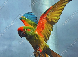 Diamond Painting "Parrot"