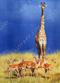 Diamond painting "Giraffe among antelopes"