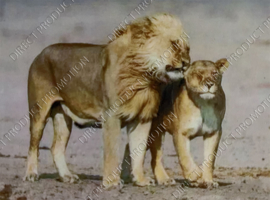 Diamond painting "Lion and lioness"