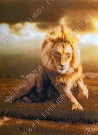 Diamond painting "Lying lion"