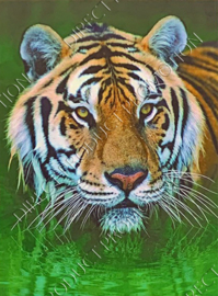 Diamond Painting "Tiger head"
