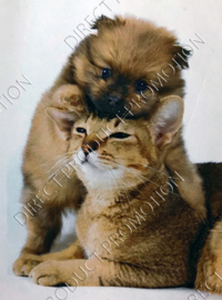 Diamond painting "Cat and puppy"