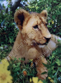 Diamond painting "Lion cub"