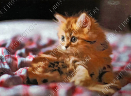 Diamond painting "Kitten"