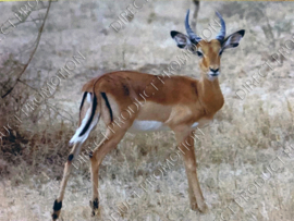 Diamond painting "Antelope"