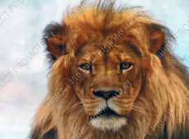 Diamond painting "Lion head"